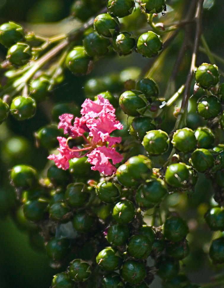 Pink Lantana Camara No. 1 by slephoto