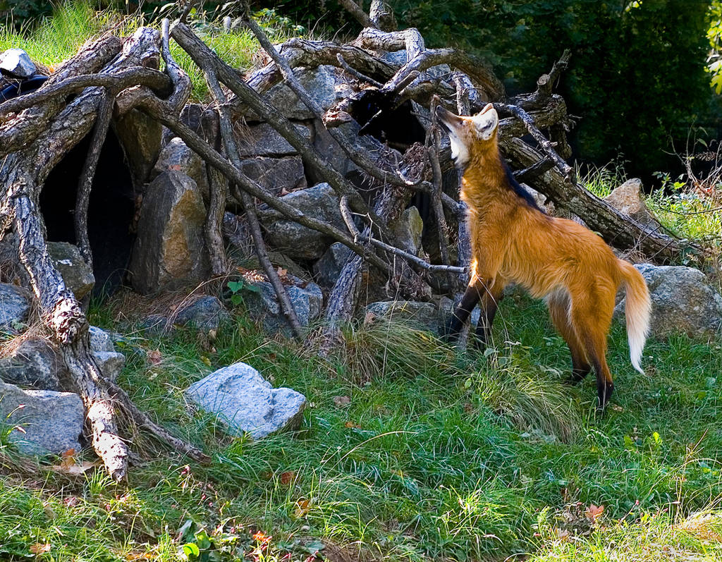 Maned Wolf No. 2 STOCK by slephoto