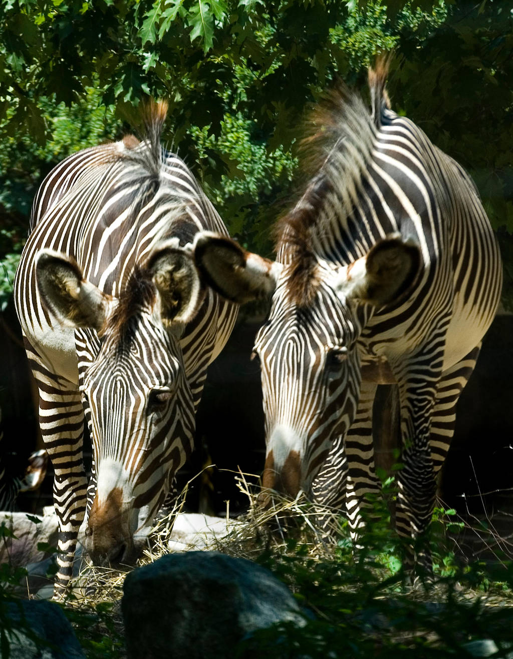 Grevy's Zebra No. 1 STOCK by slephoto