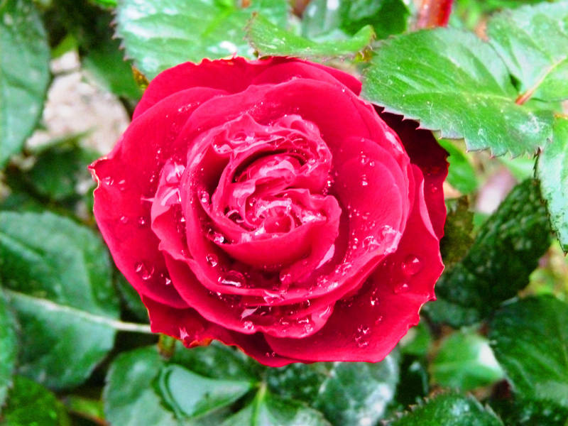Water drops on the rose by Ankelwar