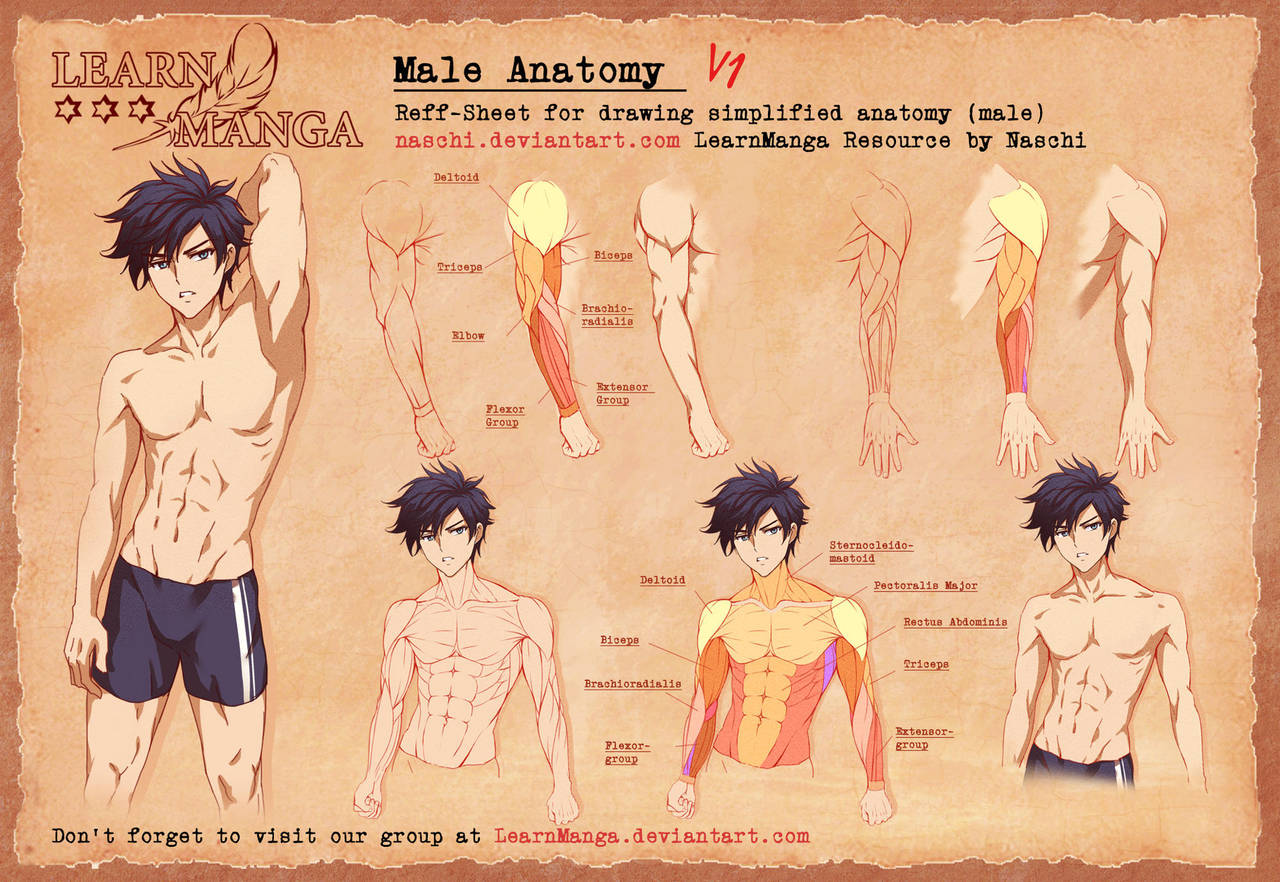 Learn Manga Male Anatomy V1 by Naschi
