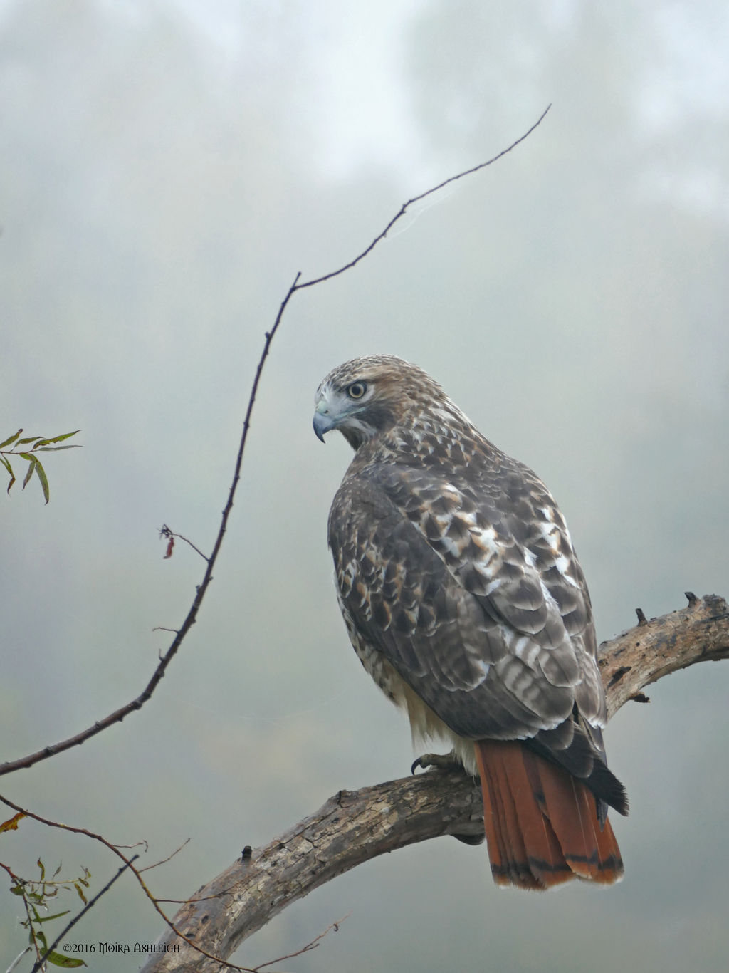 Redtailed Hawk Portrait: Intimate Autumn by Mogrianne