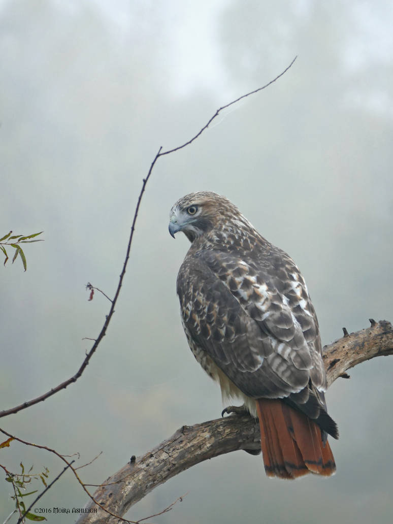 Redtailed Hawk Portrait: Intimate Autumn by Mogrianne