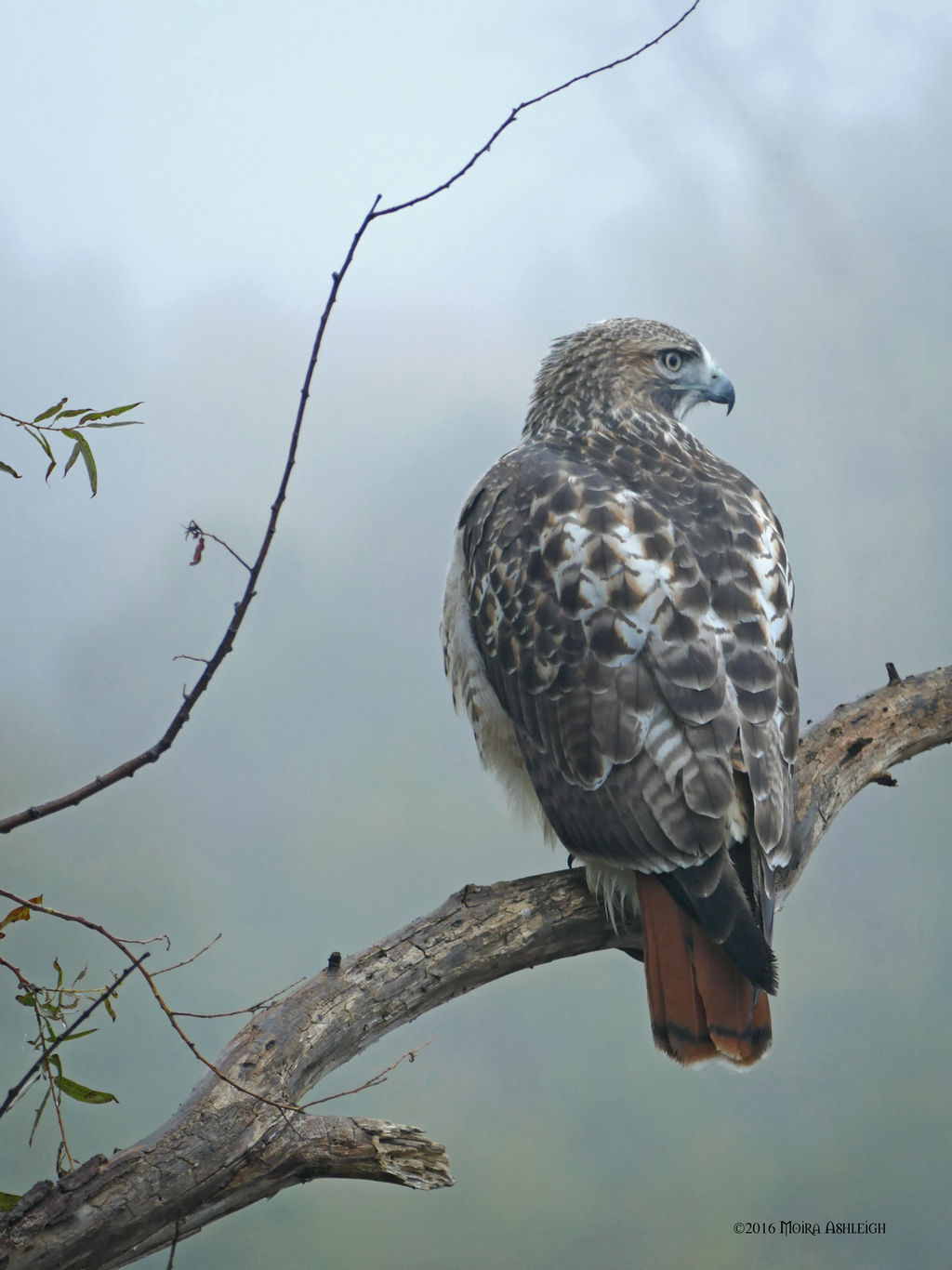 Redtailed Hawk Portrait 4 by Mogrianne