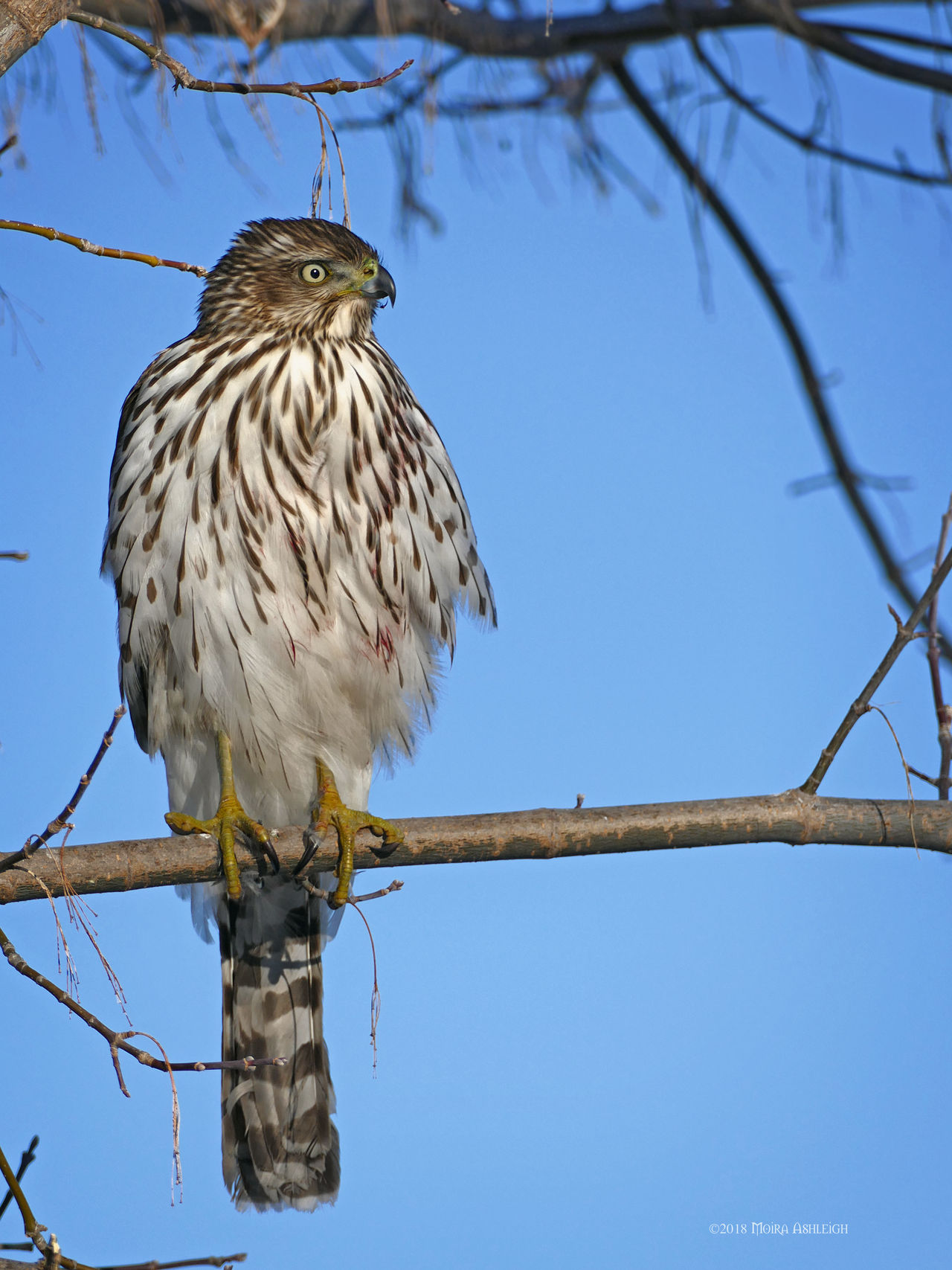 Cooper's Hawk Visiting the Feeder by Mogrianne