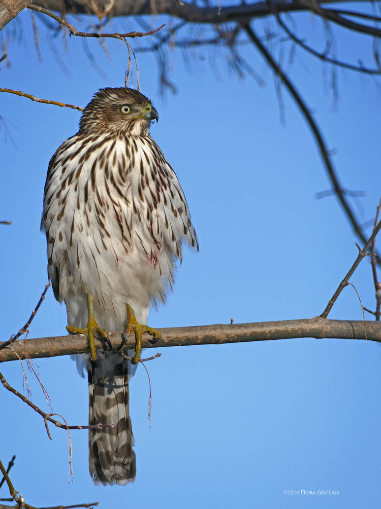 Cooper's Hawk Visiting the Feeder by Mogrianne