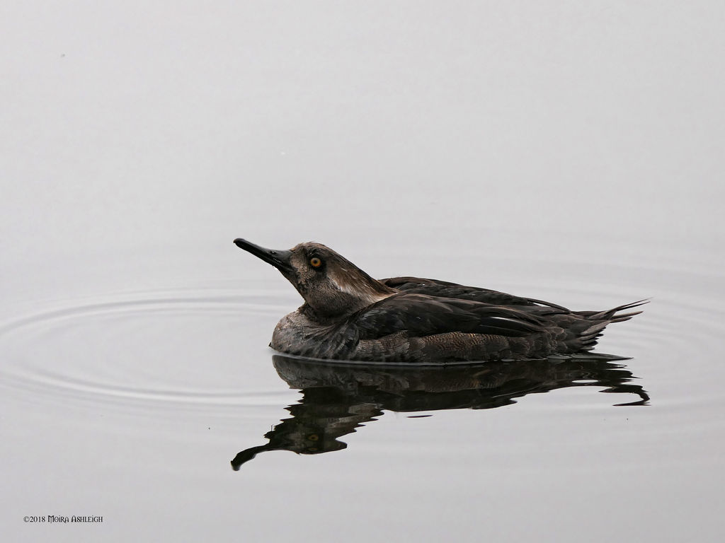 Female Hooded Merganser by Mogrianne
