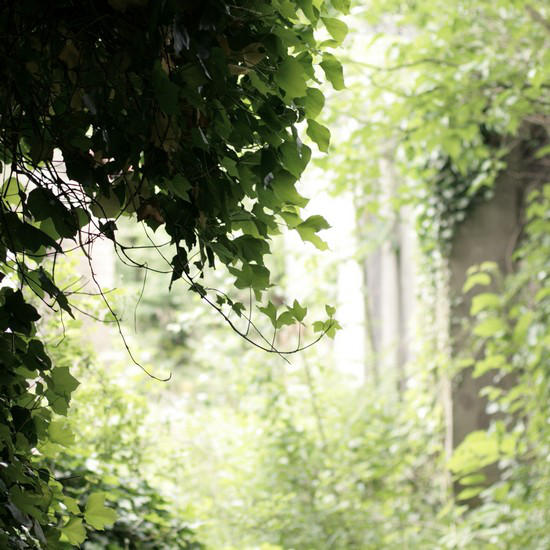Fairytale Backyard by thedaydreaminggirl