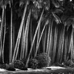 Coco Island by Hengki24