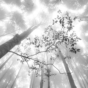 Enlighten by Hengki24