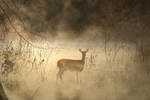 Doe by tracykenefick