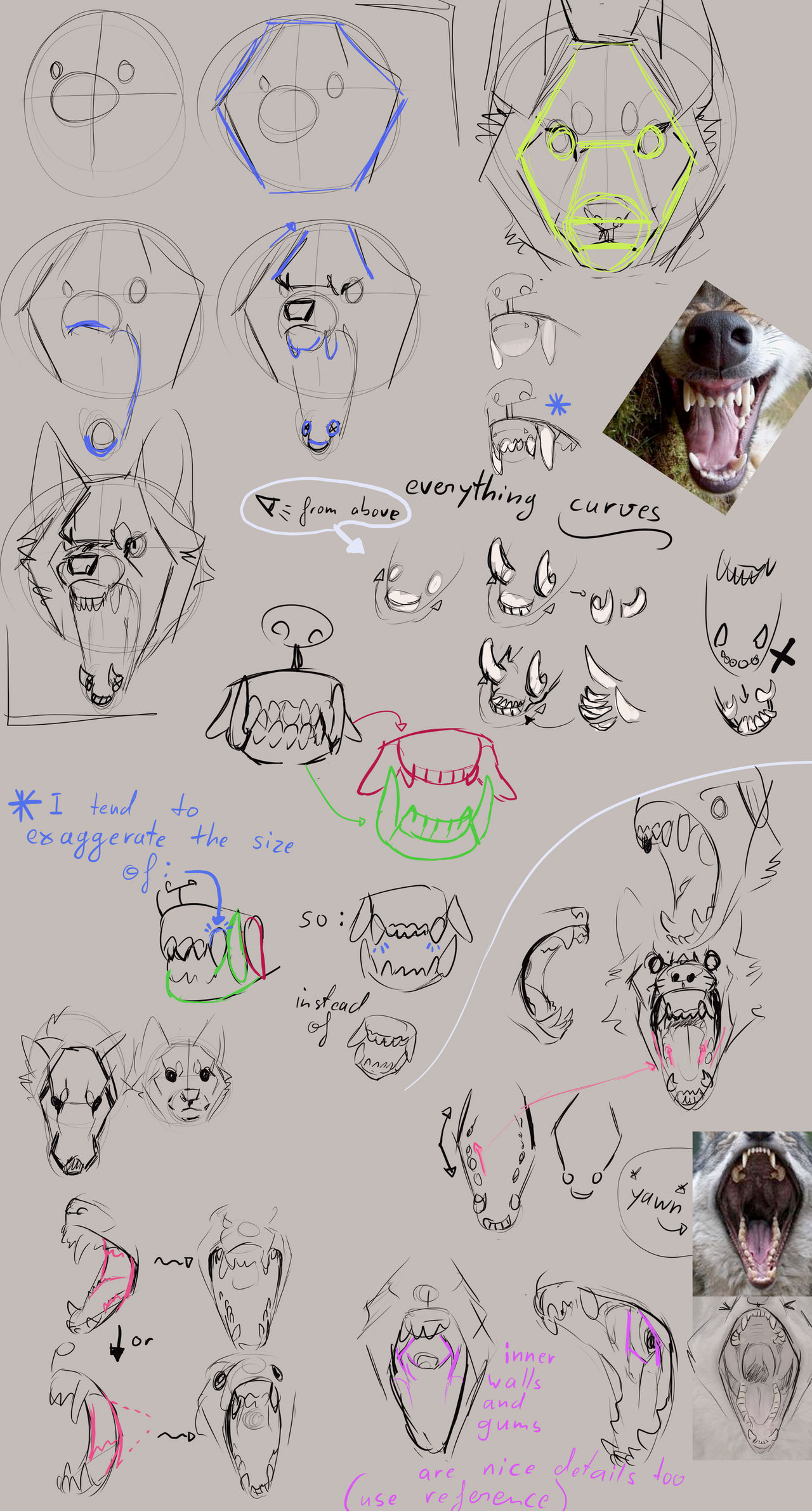 How to draw Snarly Wolves Advice and Tipps by Remarin on DeviantArt