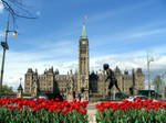 Tulips in bloom by PaulMcKinnon