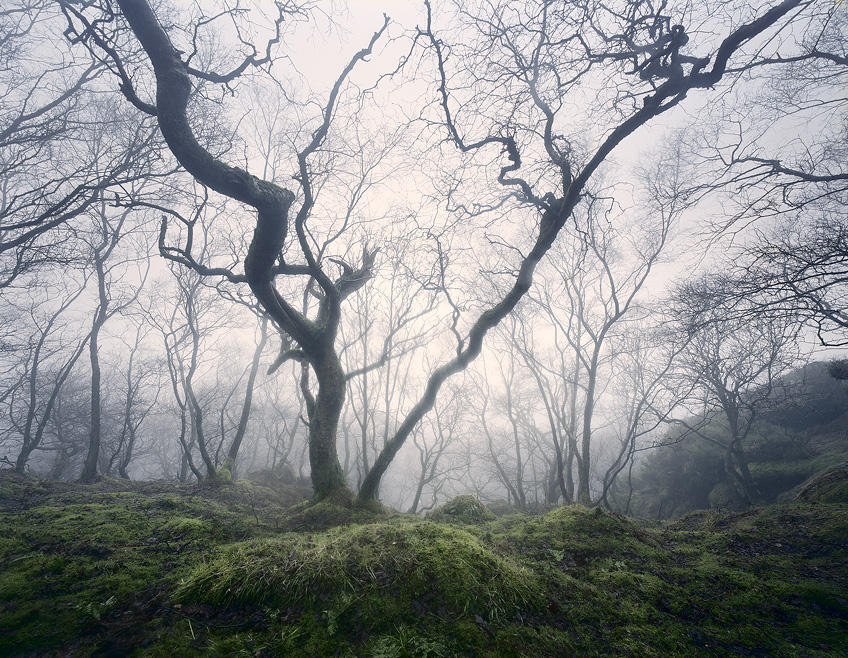 Enchanted Woodland by TristanCampbell