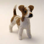 Chihuahua + Jack Russell mix by KaysK9s