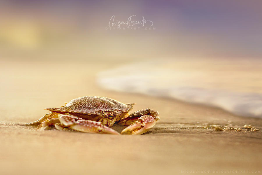 Crab Cribrarius by Miguel-Santos