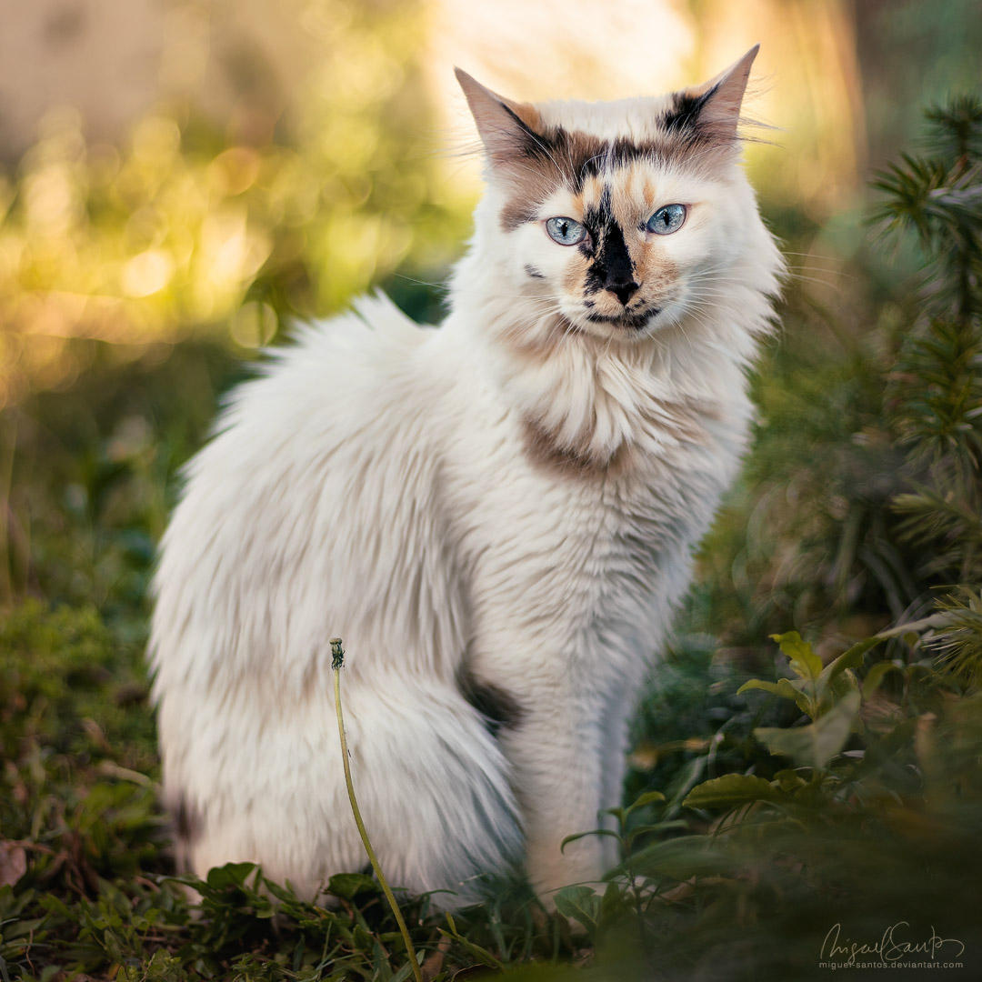 Precious Alice by Miguel-Santos