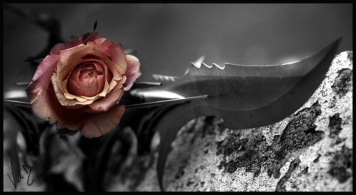 sharp rose by ValentinaKallias