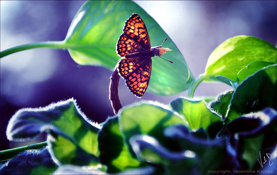 Little Visitor 2 by ValentinaKallias