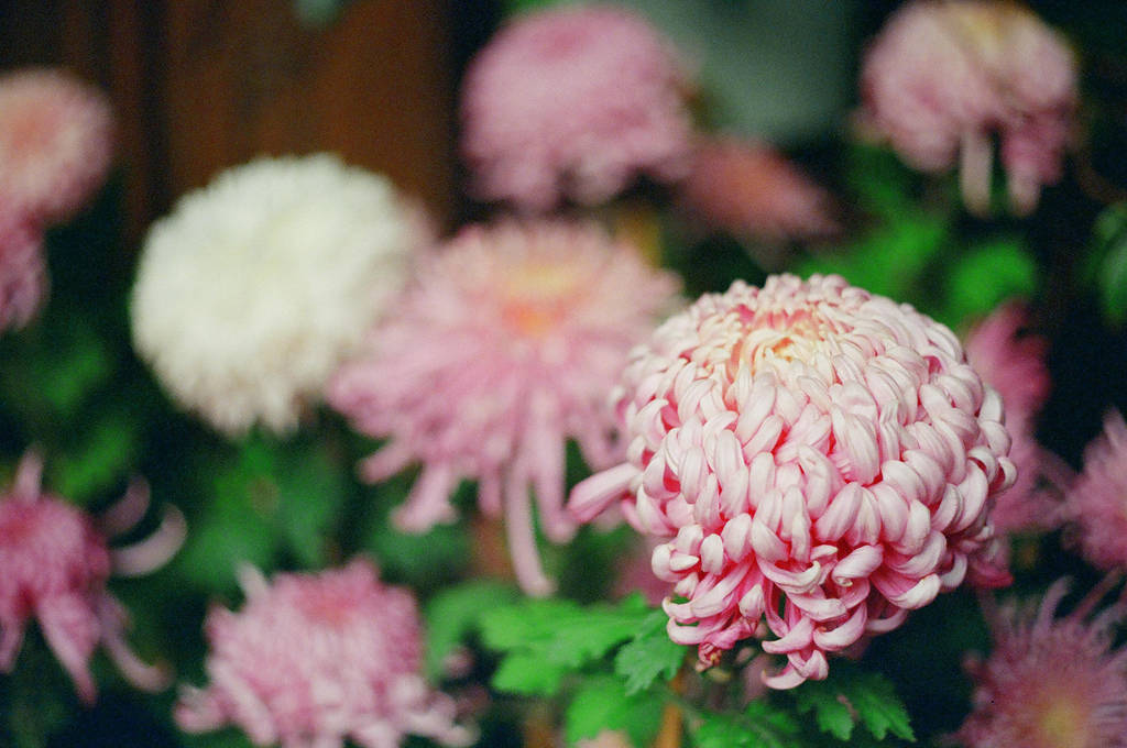 Lan Su: Pink II by neuroplasticcreative