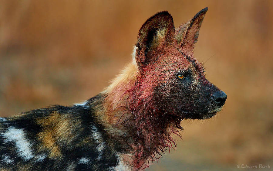Bloody WildDog by NagWolf