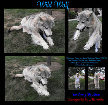Wild Wolf Costume by Zhon