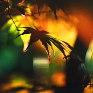 Away From The Sun by incolor16 Away From The Sun by incolor16