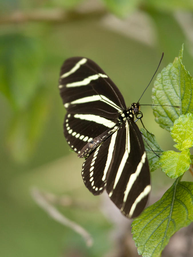 Heliconius charithonia by Gregery27183 on DeviantArt