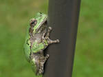 Treefrog by WhimsyBridges