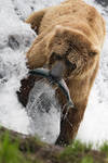 Bear fishing by mercorex