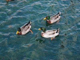 San Marcos IX. by Eodrid