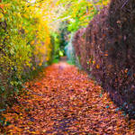 Autumn Pathway by adamlack