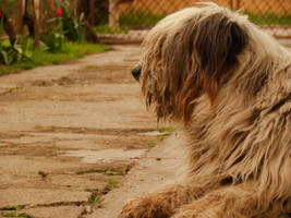 Its so FLUFFEY. by mocsonyi09