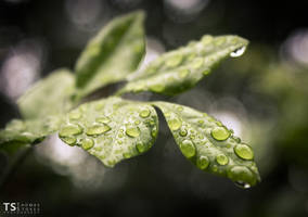 Droplets by Tom-Stokes
