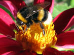Bee my honey by DifferentWorld13