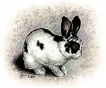 Cute bunny by Victoria-Poloniae
