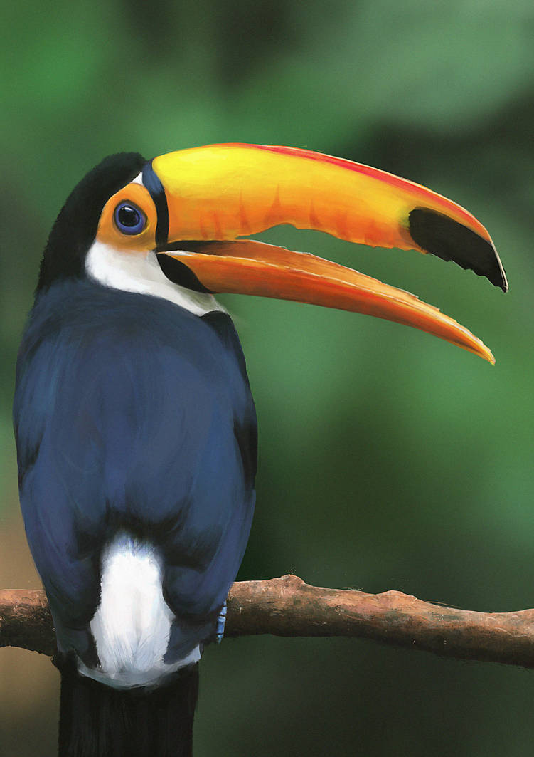 Toucan|Study by N-Deed