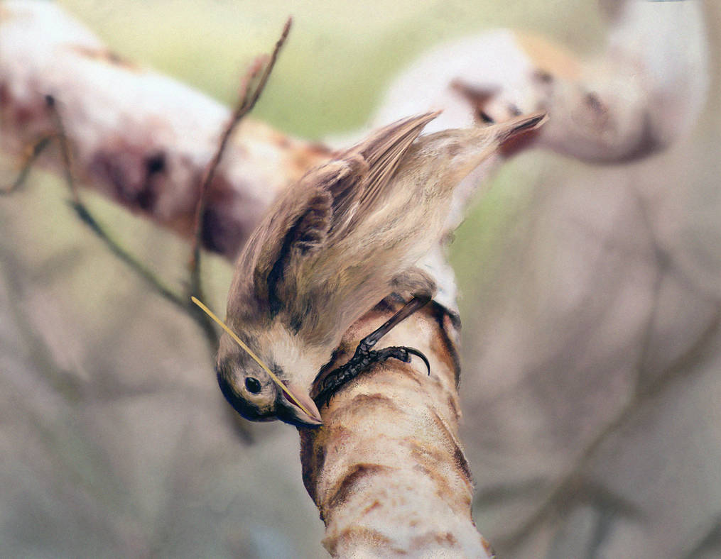 Woodpecker Finch|Study 2 by N-Deed