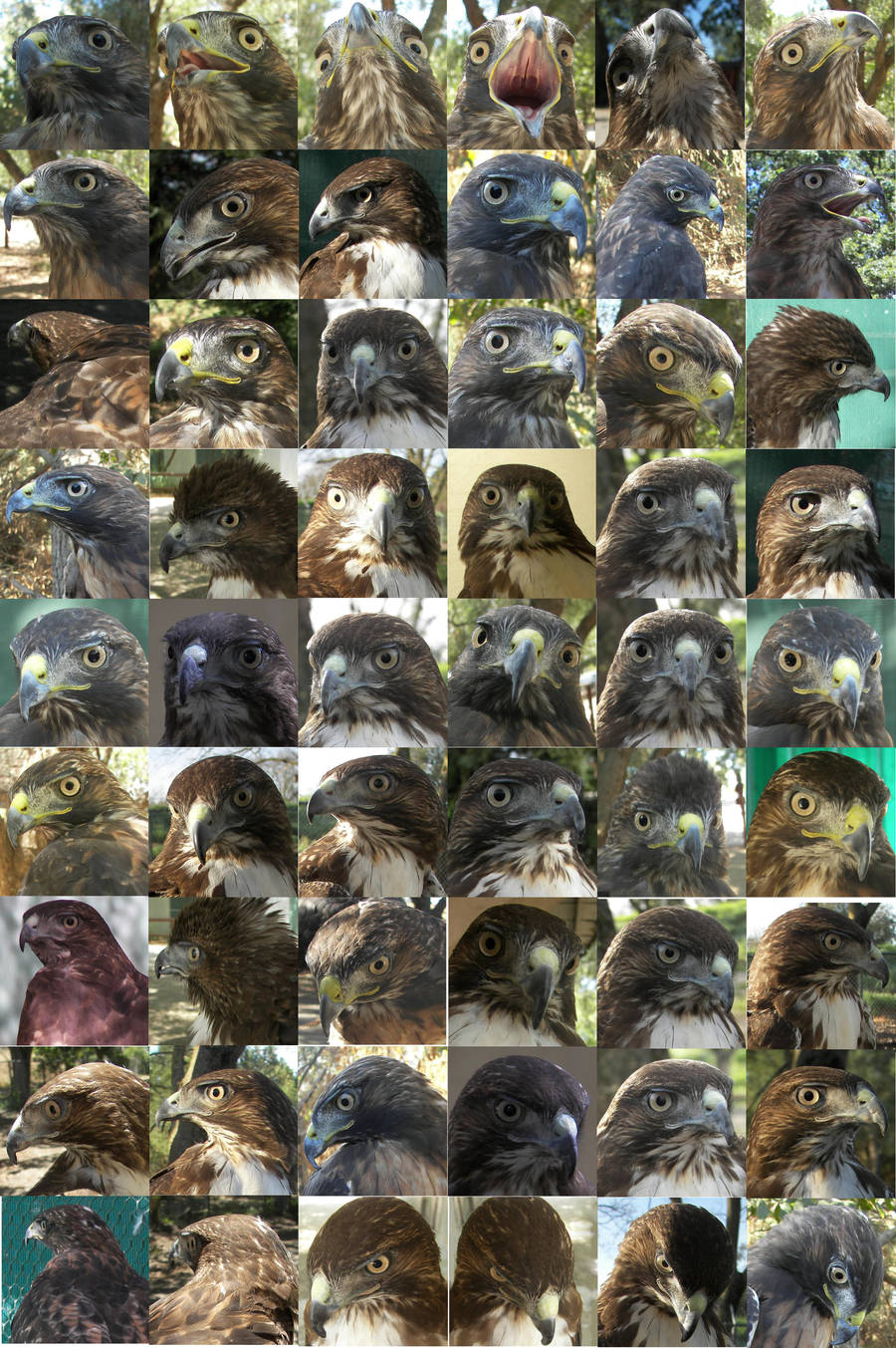 Hawk head different angles ref by Ciameth