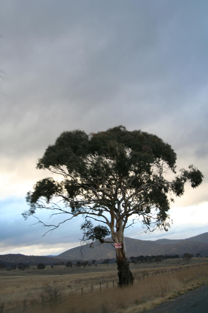 High speed tree by kymw