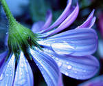 flower by Celticlight666