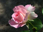 Pink Rose After Rain1 by astrals-stock