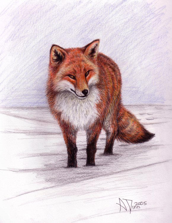 Snow Fox by Kiartia