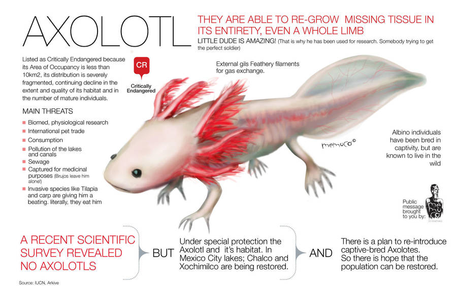 Axolotl memuco by memuco