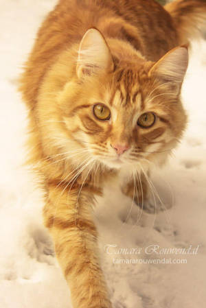 Snow kitty by TammyPhotography Snow kitty by TammyPhotography