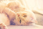 Lovable by TammyPhotography