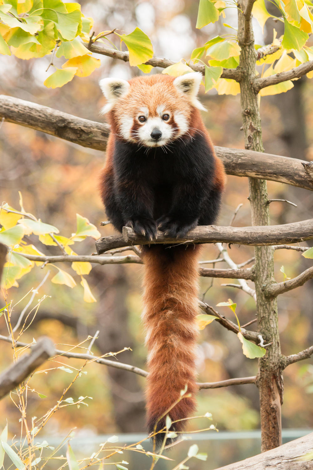 Ailurus fulgens by marhaus