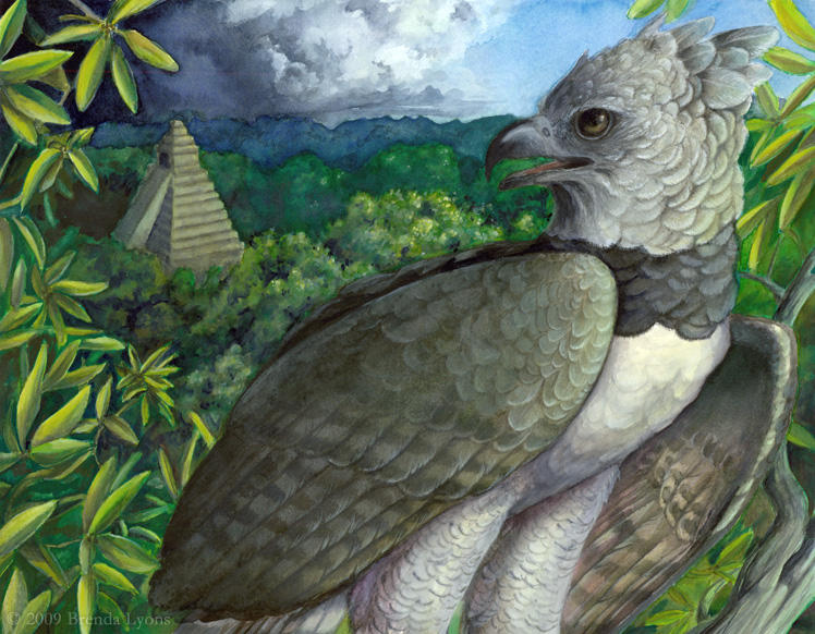Thesis - Harpy Eagle by windfalcon