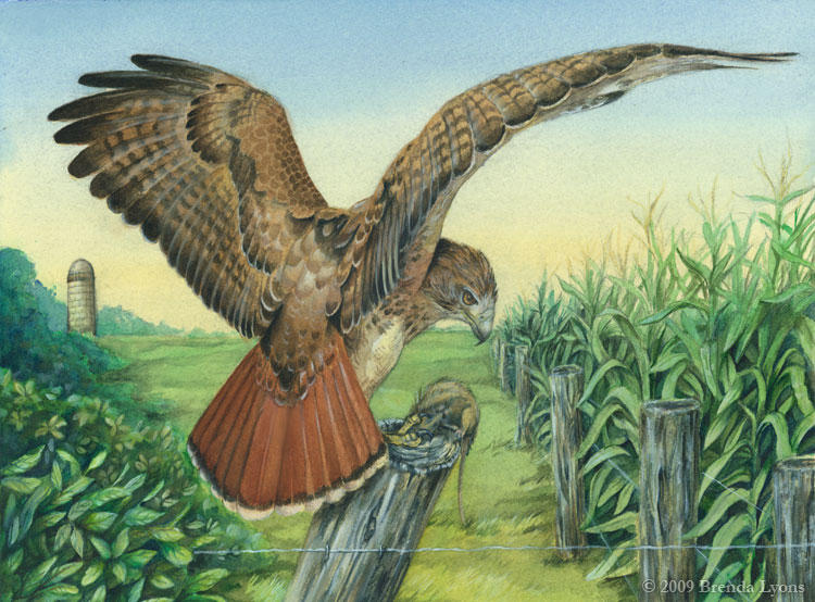 Thesis - Red-tailed Hawk by windfalcon