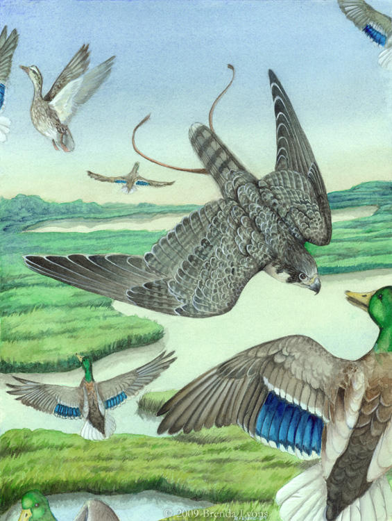 Thesis - Peregrine Falcon by windfalcon